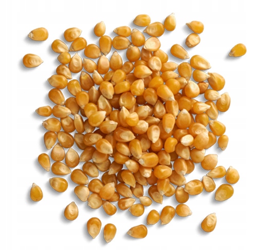 KUKURYDZA POPCORN 5kg Ziarno do prażenia bez soli naturalna jakość Kol-Pol