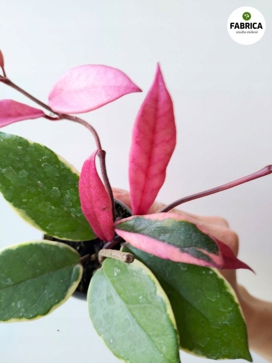 Hoya / Hoja carnosa Flamingo dream