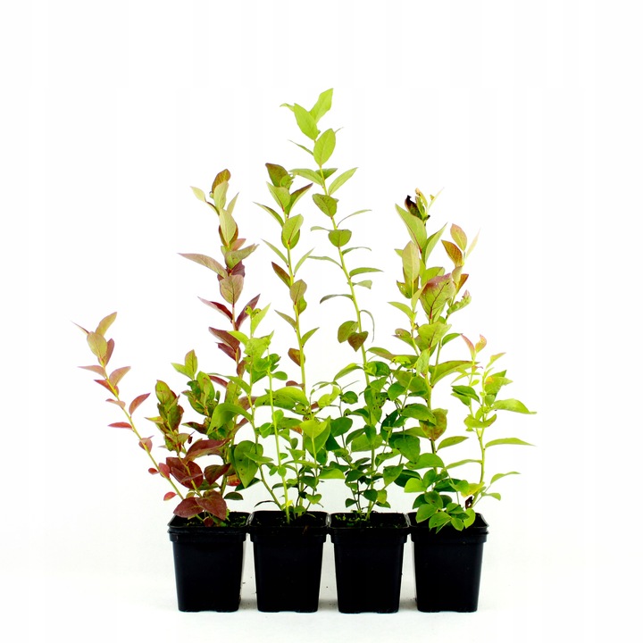 Szkółka- Borówka Chandler- doniczka 5 litrowa, 4 letnia