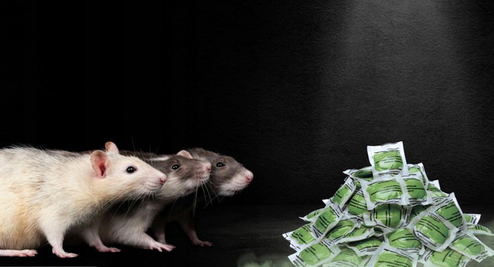 RATIMOR Trutka na szczury i myszy gryzonie w saszetkach Pasta