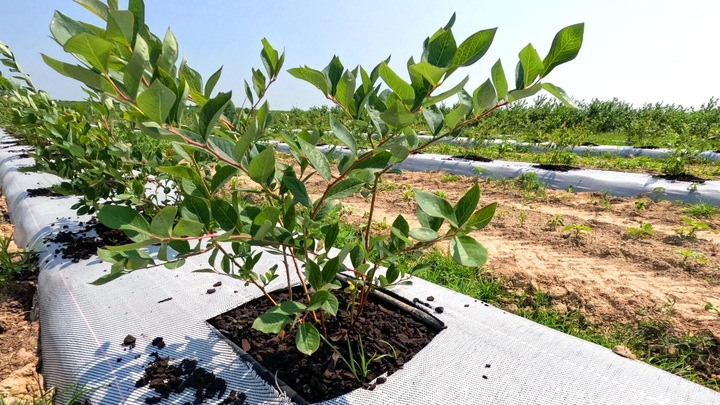 Ściółka z węgla brunatnego CARBOMAT ECO 20 L (pH 4,5 - 5,0)