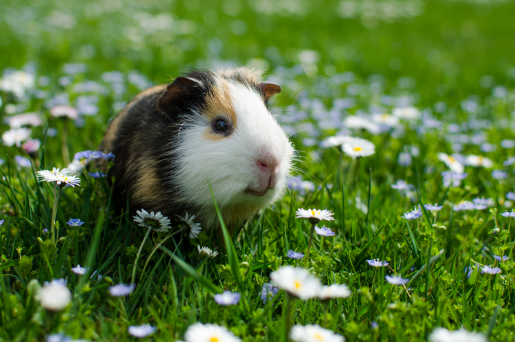PELLET Żwirek dla kota królika świnki 15kg JASNY