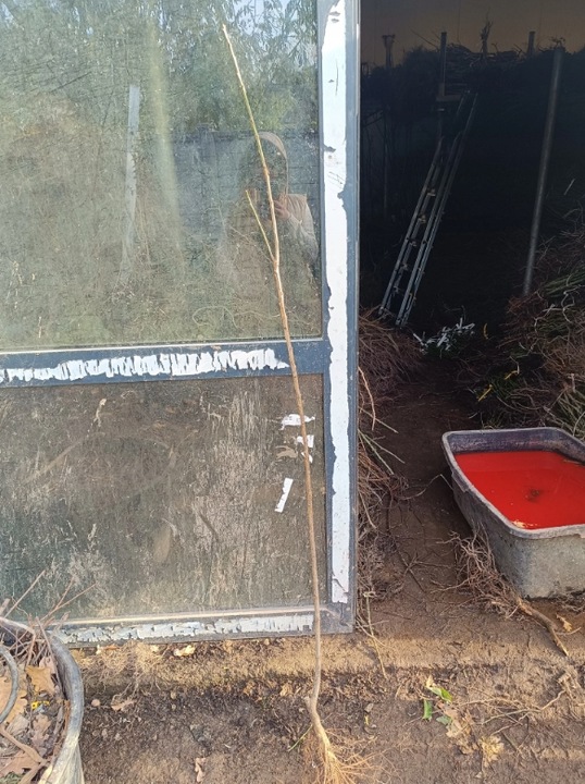 JABŁOŃ GRUSZA CZEREŚNIA WIŚNIA BRZOSKWINIA MORELA KOLUMNOWE PAKIET 6