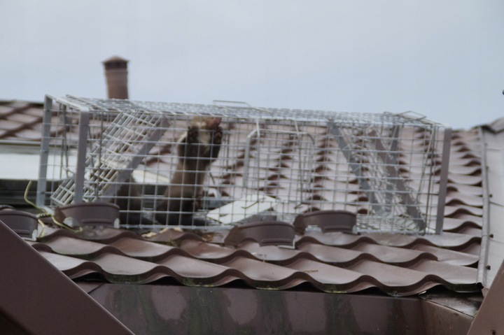 ZYWOŁAPKA PUŁAPKA NA KUNY LISY KOTY BOBRY WYDRY
