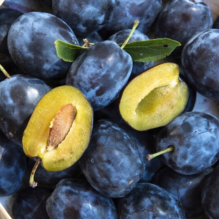 Śliwa WĘGIERKA ZWYKŁA SAMOPYLNA idealny SMAK