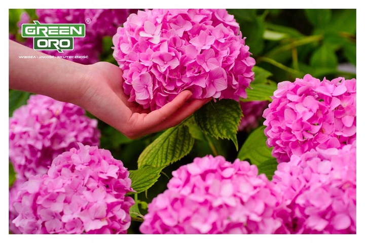 Nawóz do Hortensji Rododendronów Borówki Azalii Magnolii 5kg 100 dni