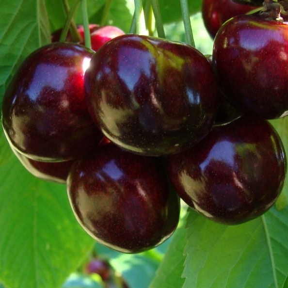 Czereśnia UKRAIŃSKA / GIGANTYCZNE OWOCE słodka i smaczna PIERWSZY