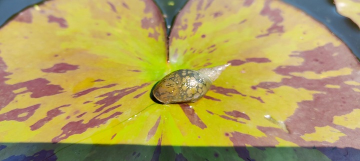 5 x Ślimak Błotniarka Stawowa Filtruje i oczyszcza Na Glony