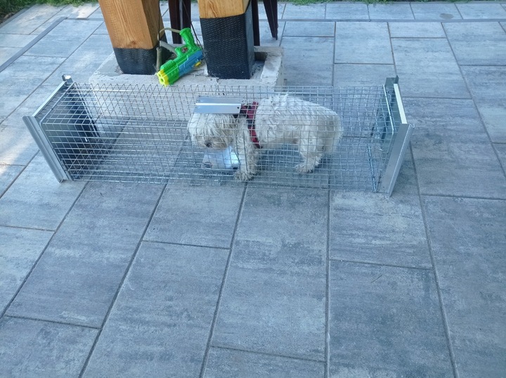 ŻYWOŁAPKA, PUŁAPKA NA KUNY, LISY, KOTY, NORKI, ŁASKI, WYDRY POLSKA