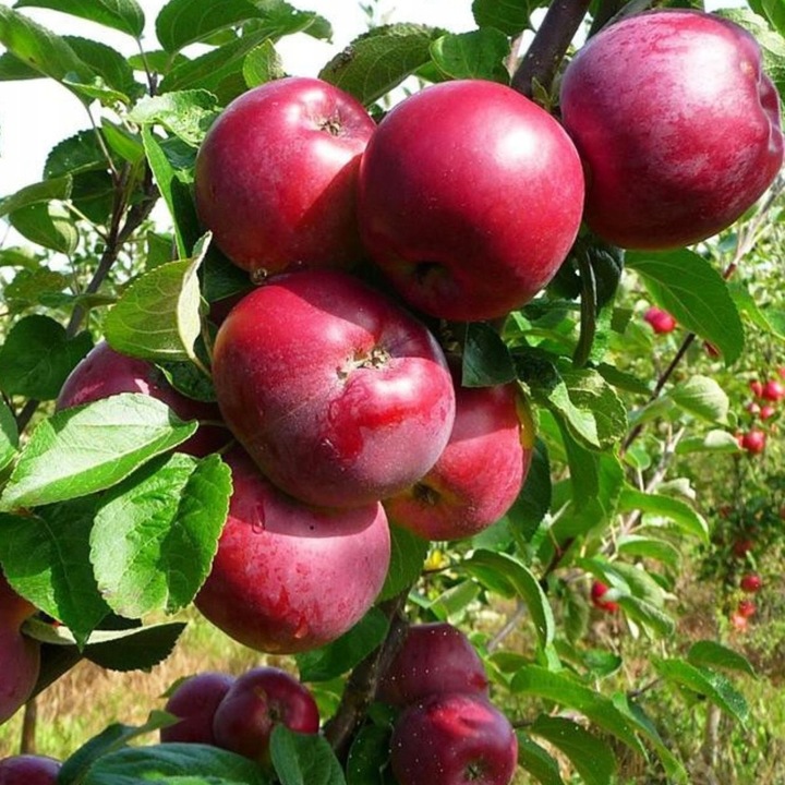 SADZONKI DRZEWKA OWOCOWE JABŁOŃ MALINOWA OBERLANDZKA MALINÓWKA STARA