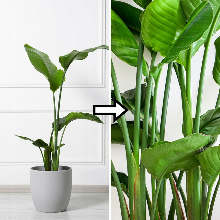 Podłoże MIX - Ziemia - Do Roślin ZIELONYCH PREMIUM Mieszanka Green