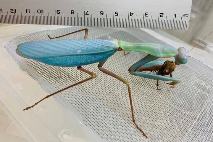 Hierodula z Papui Największa Modliszka