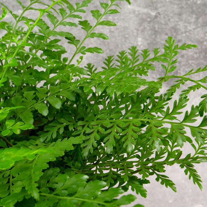 Paproć ASPLENIUM PARVATI egzotyczna paprotka domowa BEZPIECZNA DLA