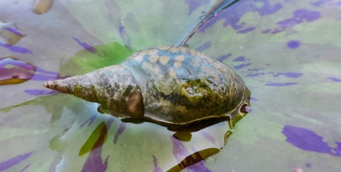 5 x Ślimak Błotniarka Stawowa Filtruje i oczyszcza Na Glony