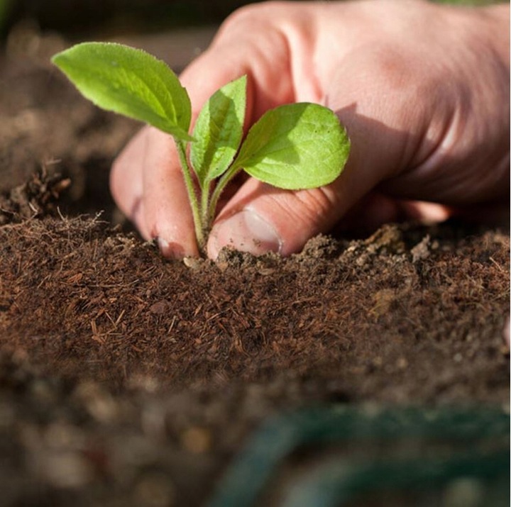 Włókno kokosowe TORF w KOSTCE podłoże 70L ziemia do wysiewu brykiet 5