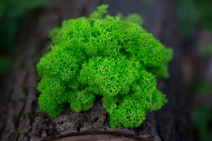 MECH + ODŻYWKA Chrobotek 500 0.5kg CZYSTY ZIELONY BOX + ODŻYWKA GRATIS