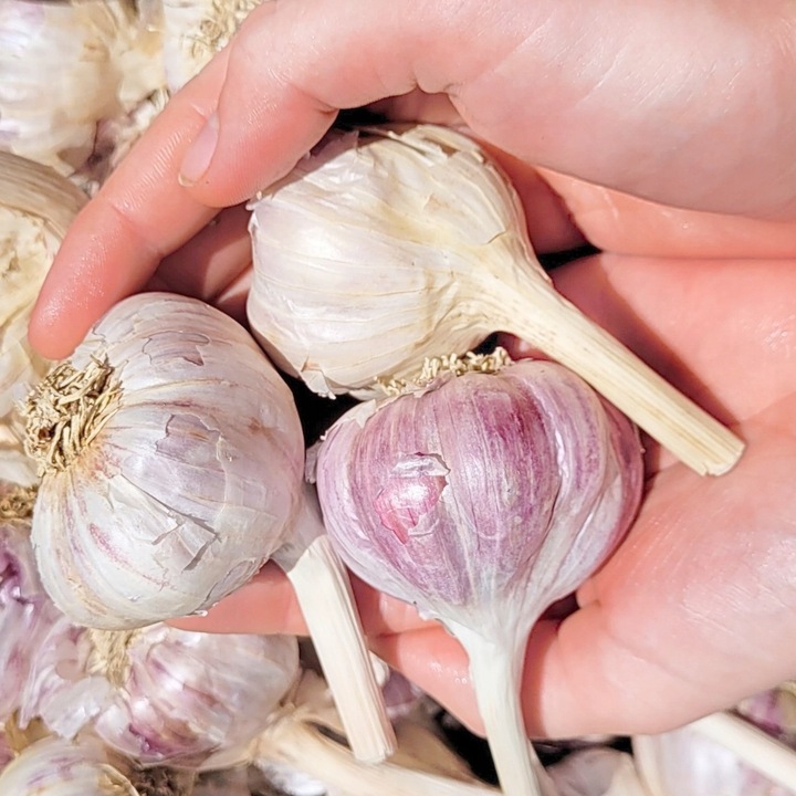 CZOSNEK HARNAŚ ozimy polskie główki mocny aromat (ZBIÓR 2025) ZIMOWY