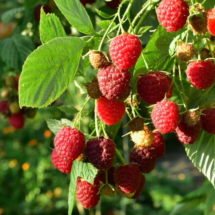 Malina CZERWONA JESIENNA , Soczyste owoce, szybki wzrost, plenna