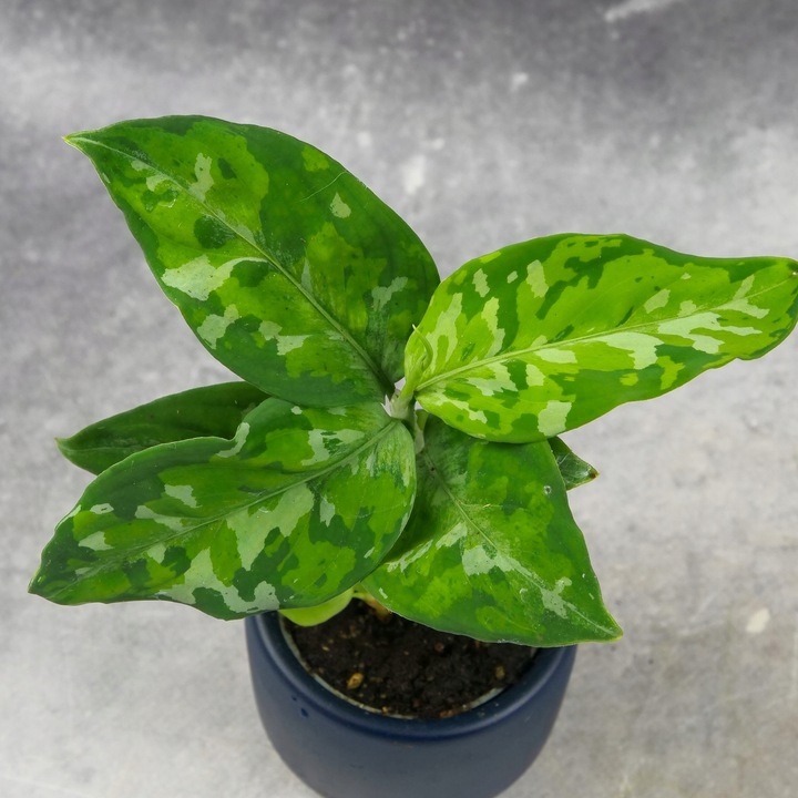 Aglaonema pictum TRICOLOR kolekcjonerska OCIEPLACZ GRATIS D6cm