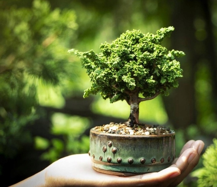 ZESTAW STARTOWY DO UPRAWY DRZEWEK BONSAI 4 RODZAJE NASION PREZENT