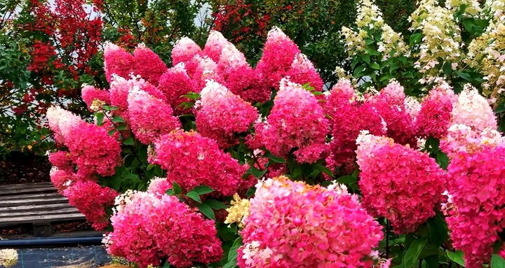 HORTENSJA bukietowa FRAISE MELBA INTENSYWNA CZERWIEŃ DUŻA XXL sadz. C2