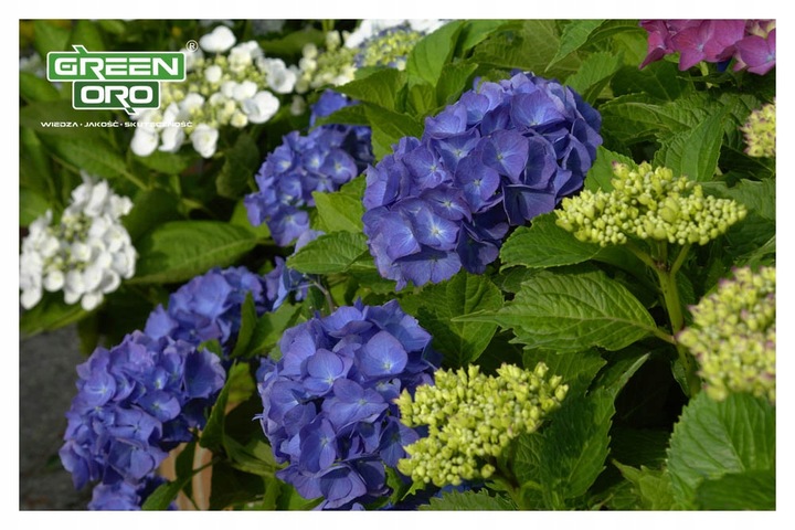 Nawóz do Hortensji Rododendronów Borówki Azalii Magnolii 5kg 100 dni