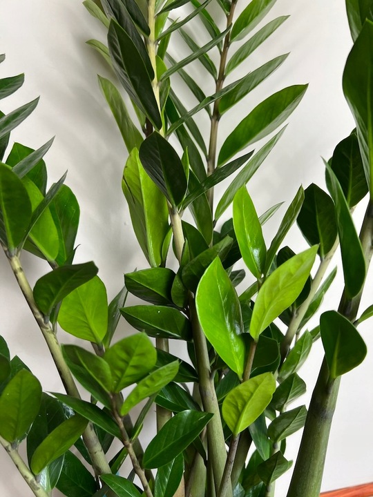 Zamiokulkas prosta w uprawie Zamikulkas 30cm