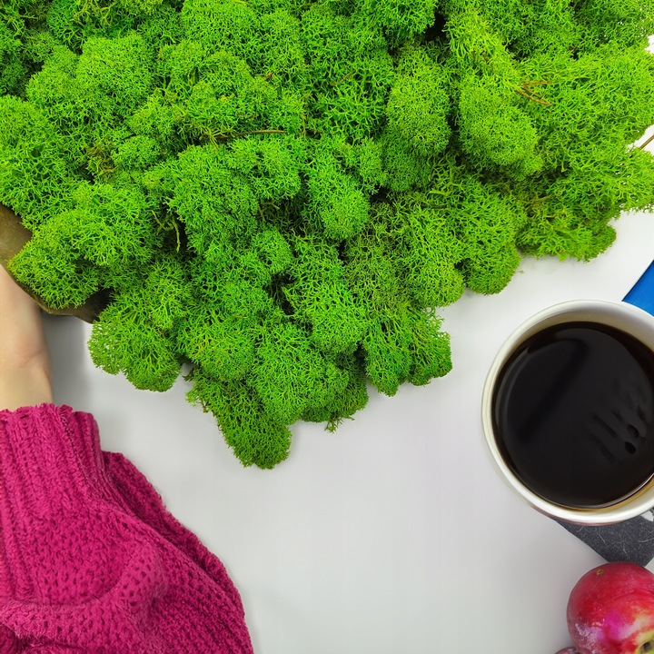 Mech Chrobotek Reniferowy - Fiński - Oczyszczony - Jasnozielony - 500g