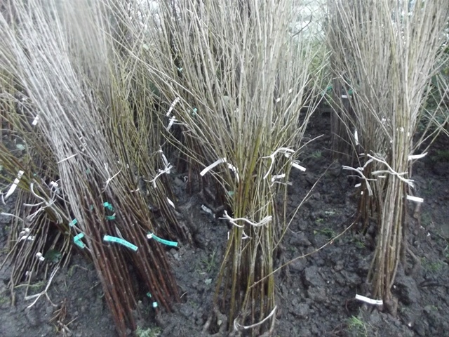 GRUSZA FAWORYTKA KLAPSA KRÓLOWA GRUSZEK ODPORNA