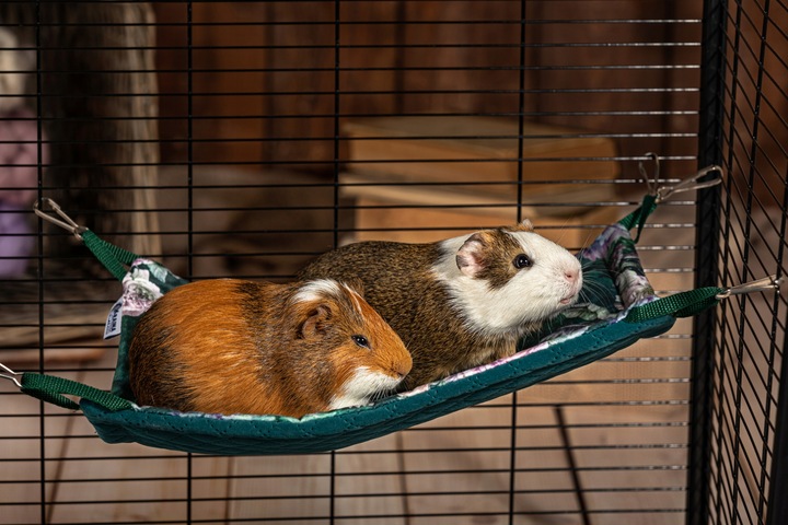 Kraina Tuptusia hamak dla fretki 30x50cm