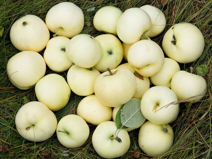 Jabłoń PAPIERÓWKA Oliwka żółta/ ODMIANA DESEROWA