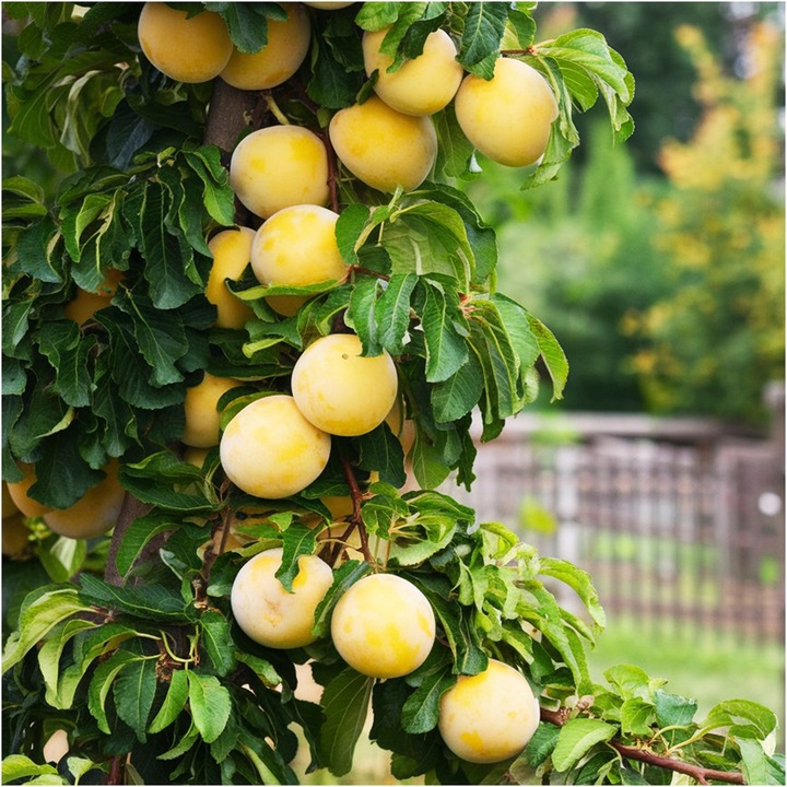 Śliwa Renkloda Ulena Drzewko Sadzonka Wczesna Samopylna