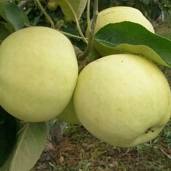 Jabłoń PAPIERÓWKA Oliwka żółta/ ODMIANA DESEROWA