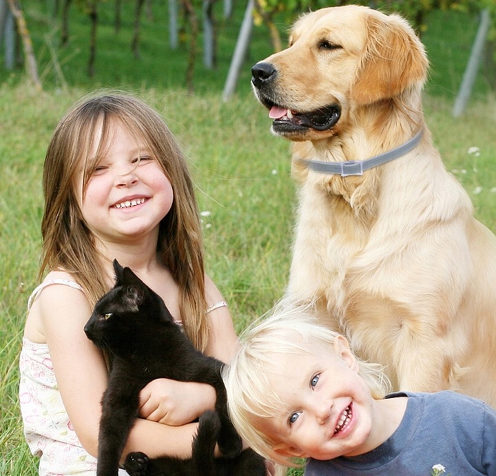 OBROŻA DLA PSA NA PCHŁY KLESZCZE 8 MSC UNIWERSALNA