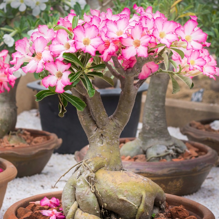 Róża pustyni ADENIUM OBESUM uroczy baobab Adenium opasłe MALUCH