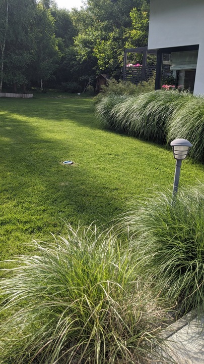 Trawa Nasiona Uniwersalna 5kg na Tereny Suche Trawnik 200m2 Mieszanka Traw