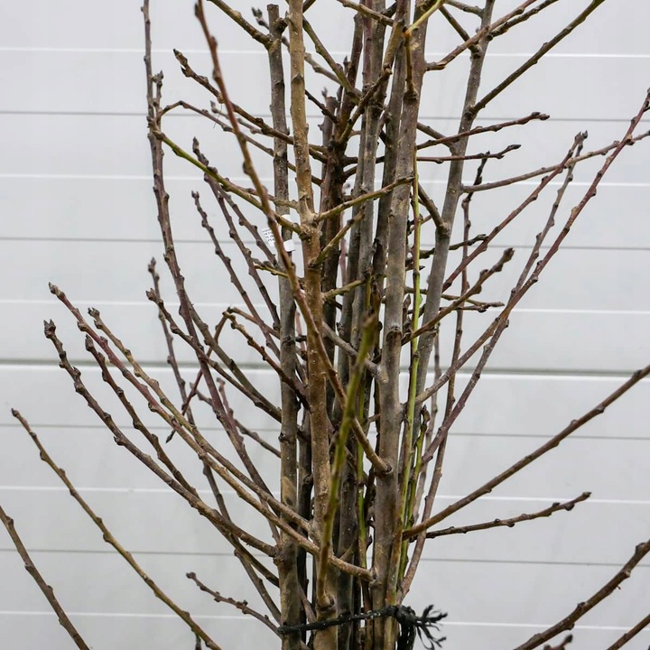 SADZONKI DRZEWKA OWOCOWE ŚLIWA WĘGIERKA DĄBROWICKA STARA POLSKA