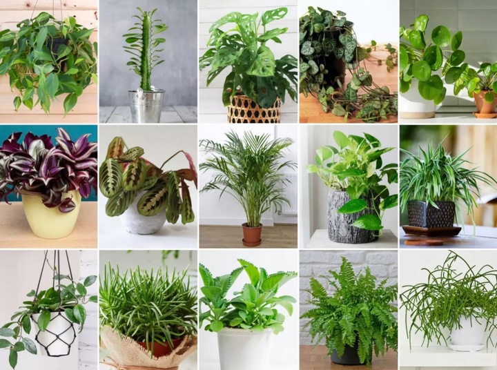 SUBSTRAL OCHRONA KWIATY 100ml OWADOBÓJCZY I GRZYBOBÓJCZY ZIEMIÓRKI