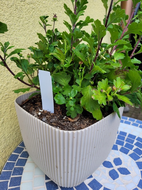 MARKER + Etykiety ogrodnicze wtykane strzałki do pisania BIAŁE 105x23,5 100