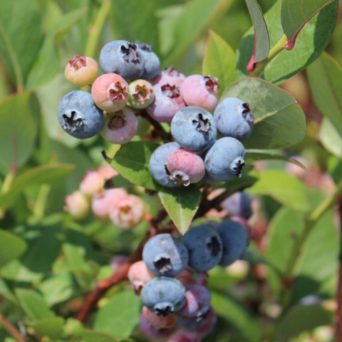 Zestaw Borówka amerykańska
