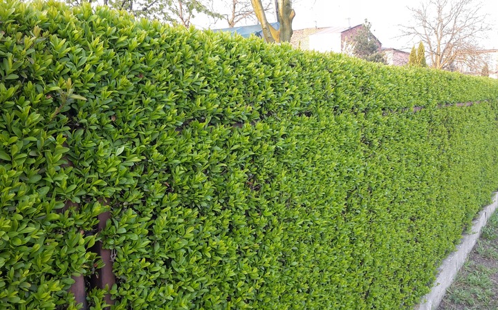 Ligustr pospolity - Liguster - Żywopłot -- 20-50cm --- 100szt.