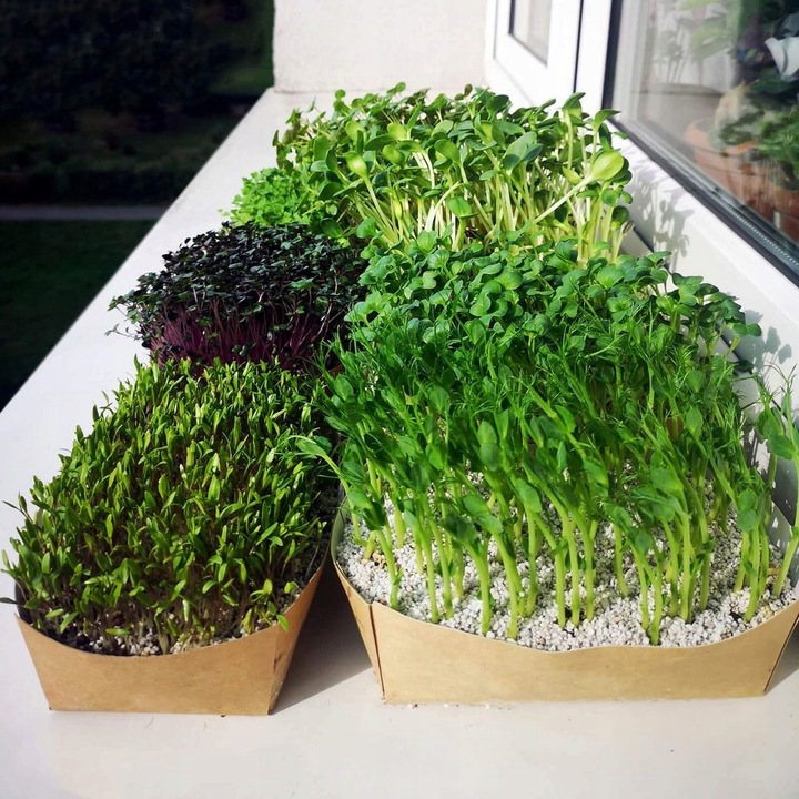 TORAF MICROGREENS MŁODE LISTKI ZESTAW 4 ROŚLIN MAT BOMBA WITAMINOWA NASIONA