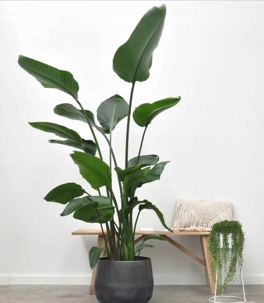 15L Dedykowane Bio Podłoże PREMIUM do Strelicji i Helikonii EKO