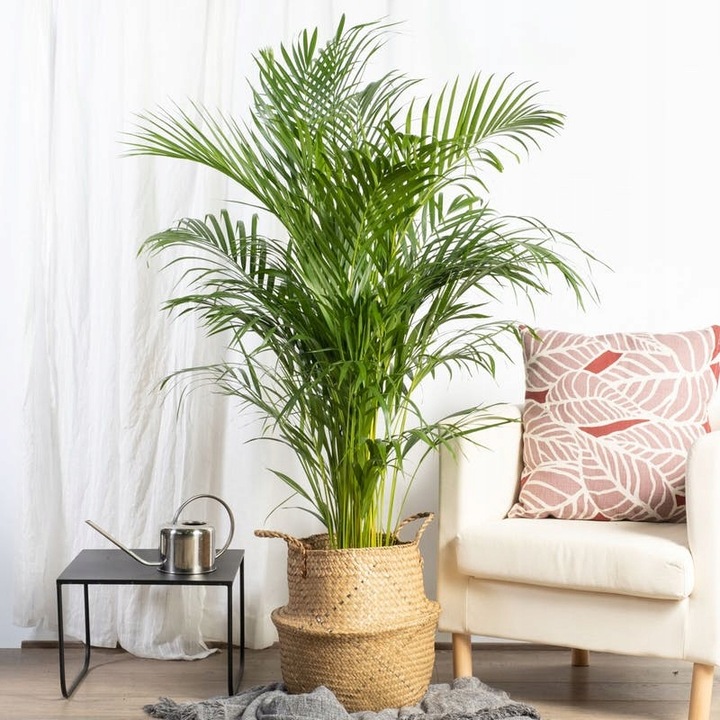PALMA AREKA Dypsis Lutescens ŻYWY NAWILŻACZ DUŻA PALMA DEKORACYJNA