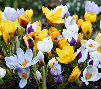 KROKUS MIX KOLORÓW cebulki 200 szt. + GRATIS