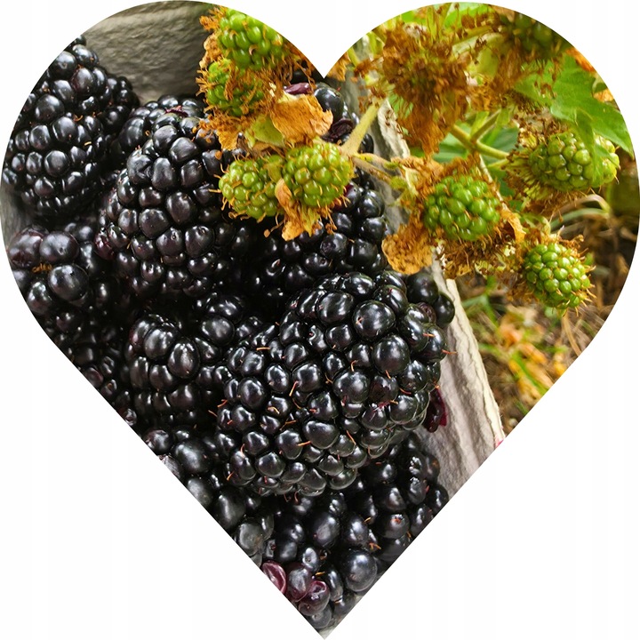 Jeżyna BEZKOLCOWA Gigant - jeżyna, co daje czadu!