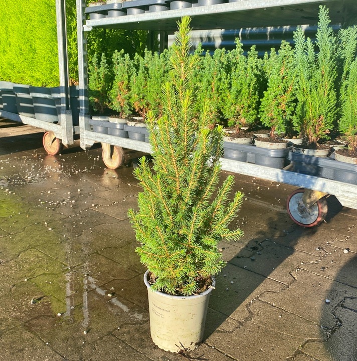 ŚWIERK CONICA ŁADNA CHOINECZKA DO DOMU I OGRODU CAŁOROCZNA SADZONKA W DONIC