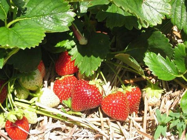 Słoma pszenna ściółka do budy , pod truskawki ,izolacja 5KG