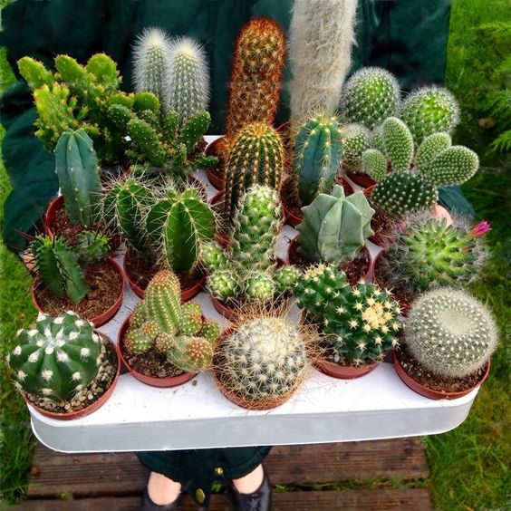 Kaktusy Zestaw Mix 6 Różnych Kaktusów Opuncja Kaktus Prezent Sukulent