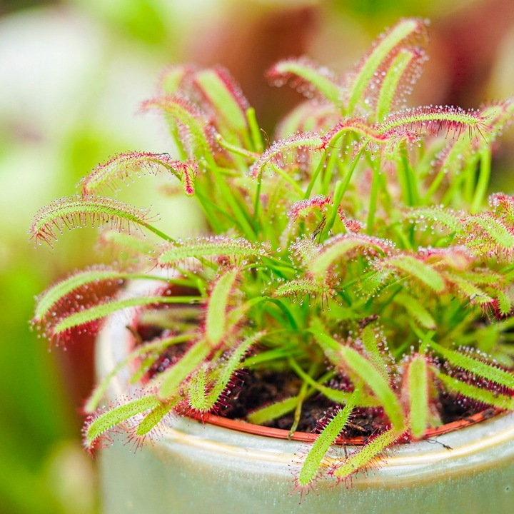 Drosera Capensis CZERWONA ROSICZKA Przylądkowa TROPIKALNA Owadożerna -